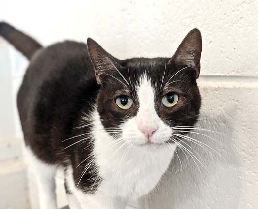 Pet of the Week